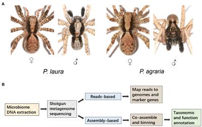 Diversity and Function of Wolf Spider Gut Microbiota Revealed by Shotgun Metagenomics